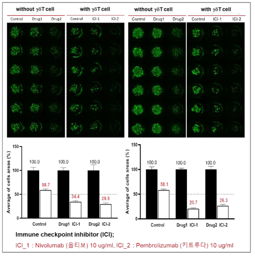 면역세포 공배양에 의한 면역관문억제제 유효성 평가