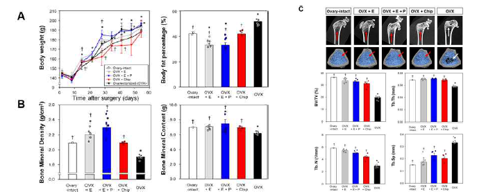 난소칩의 골에 대한 효과 입증 (A) Gaining body weight and fat percentage, as indications of menopause risk, for 8 weeks (n=2-6 rats). (B) Losses of bone mineral density (BMD) and bone mineral content (BMC) as other side effects of menopause, analyzed by quantitative analysis of dual-energy x-ray absorptiometry (DEXA) scans. (C) Qualitative scan images (top) of the femoral micro-architecture by micro-computed tomography (micro-CT) with quantitative image analyses of four bone density indexes (BV/TV=bone volume/total volume; Tb.Th=trabecular thickness; Tb.N=trabecular number; and Tb.Sp=trabecular separation) from a 3D reconstruction area of rat femoral bone, comparing the density (red arrow) and cavity (white arrow) in trabecular bone fracture with those of OVX group. Data=mean ± SEM. Data=mean ± SEM. * p<0.05 versus Ovary-intact; † p<0.05 versus OVX