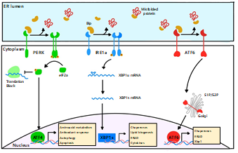 Activation of the unfolded protein response (UPR) pathways in the endoplasmic reticulum