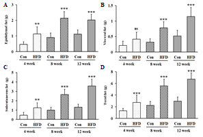 Changes in the weights of epididymal white adipose tissue (A), visceral white adipose tissue (B), subcutaneous white adipose tissue (C), and total white adipose tissue (D) during high-fat diet in mice. All data are expressed as mean ± SD. Con versus HFD, ns = not significant, ** p < 0.01, *** p < 0.001. ns = not significant