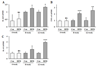 Pro-inflammatory cytokine expression in the livers during high-fat diet in mice. Relative mRNA expression levels of IL-1β (A), TNF-α (B), and IL-6 (C) in the liver. All data are expressed as mean ± SD. Con versus HFD, ns = not significant, * p < 0.05, ** p < 0.01, *** p < 0.001