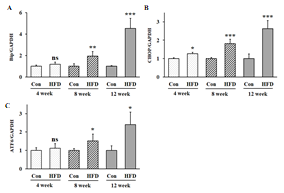 Relative mRNA expression levels of Bip (A), CHOP (B), and ATF6 (C) in the liver during high-fat diet in mice. All data are expressed as mean ± SD. Con versus HFD, ns = not significant, * p < 0.05, ** p < 0.01, *** p < 0.001