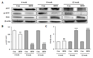 Lipogenesis-associated enzymes in the liver during high-fat diet in mice. Representative western blots for total protein and phosphorylate expression of ACC and total FAS (A); densitometric analysis of p-ACC/ACC (B) and FAS/β-actin (C) in the livers. All data are expressed as mean ± SD. Con versus HFD, ns = not significant, * p < 0.05, ** p < 0.01, *** p < 0.001