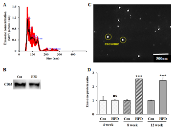 Identification and quantification of secreted adipose tissue-derived exosomes. Size distribution of isolated adipose tissue-derived exosomes (A), images of isolated adipose tissue-derived exosomes (B), expression of exosome marker CD63 (C) in the isolated adipose tissue-derived exosomes, and protein amounts of adipose tissue-derived exosomes (D). Con versus HFD, ns = not significant, *** p < 0.001