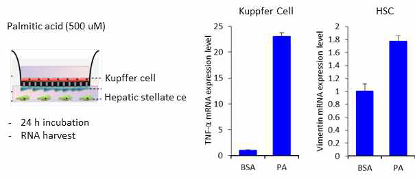 간조직에서 쿠퍼세포와 간성상세포를 분리하여 다종세포 배양한 후 쿠퍼세포와 간성상세포 간의 상호작용 분석