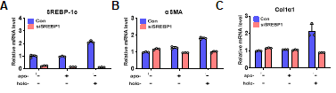 간성상 세포주에 SREBP-1 넉다운 후 리포칼린2처리에 의한 유전자 발현 분석