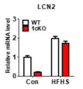 고지방-고당식이 후 SREBP-1c가 결핍된 마우스의 간조직에서 리포칼린2의 발현 감소
