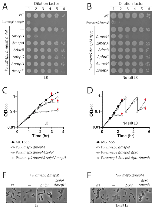 MepS MepM 합성치사 형질 억제에 필수적인 DD-endopeptidase MepH의 동정과 억제 형질 확인