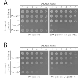 mepS depletion mepM 결손 균주에서, Prc 또는 NlpI 과발현의 효과와 mepH 결손 효과 비교 – 같은 형질 유발