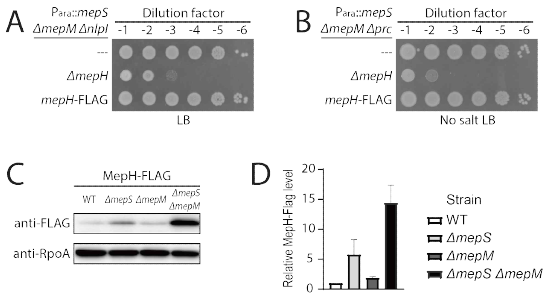 mepS mepM 돌연변이 균주에서의 MepH level