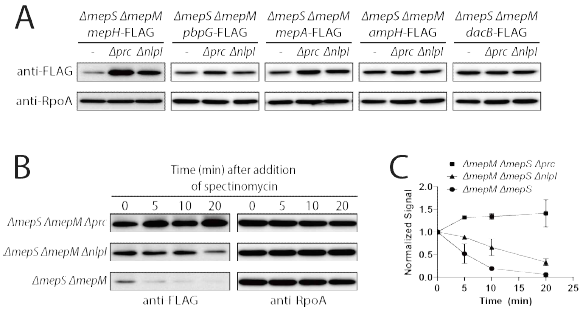 prc와 nlpI 돌연변이균주에서 DD-endopeptidase 레벨 변화 및 이들 균주에서 신규 단백질 합성 억제 후 MepH level의 변화 (in vivo degradation assay)