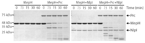 Prc에 의한 MepH degradation 및 NlpI에 의한 Prc 활성 증진