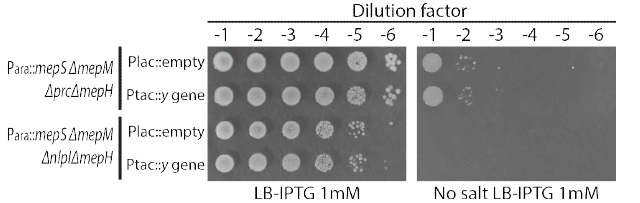 Y 유전자 과발현에 의한 DD-endopeptidase 결손균주 생장결함 억제와 Prc-NlpI proteolytic system간 상관관계