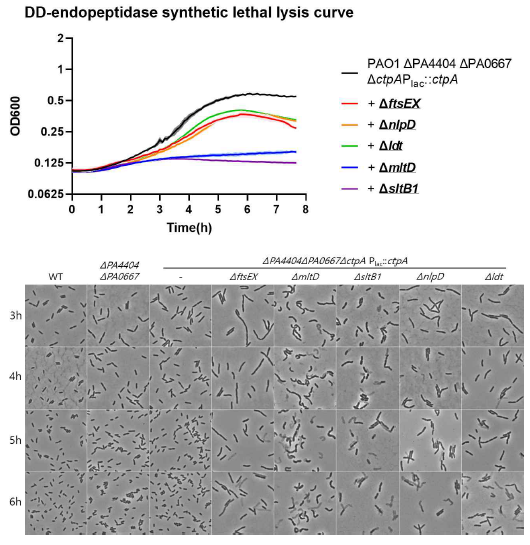 녹농균 DD-endopeptidase 돌연변이와 합성치사 형질을 보이는 돌연변이의 세포 용해 형질 확인