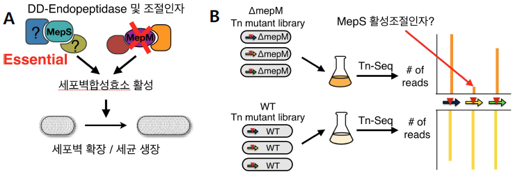 DD-Endopeptidase 간 합성치사 형질을 이용한 Tn-Seq 실험의 예 A. ΔmepM 균주에서는 야생형 균주 (WT)과 달리, mepS 유전자 및 MepS 활성에 요구되는 유전자들이 이 균주의 생존에 필수적으로 됨. B. Transposon library 생성 후, 각각 library의 transposon 삽입위치를 차세대 염기서열분석법으로 결정한 후, 야생형과 ΔmepM 균주의 transposon 삽입위치 프로파일을 비교함으로써 ΔmepM 균주의 생존에 필수적인 유전자를 확인함