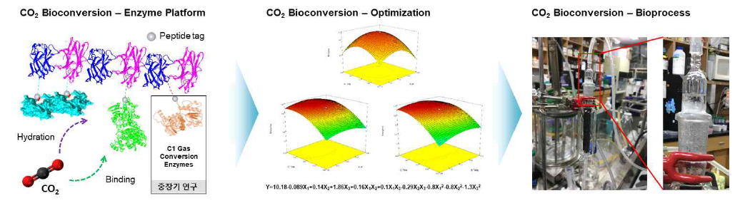 탄산무수화효소 플랫폼 응용을 위한 열안정성 및 가스 용해도 최적화 및 생물전환반응 구현