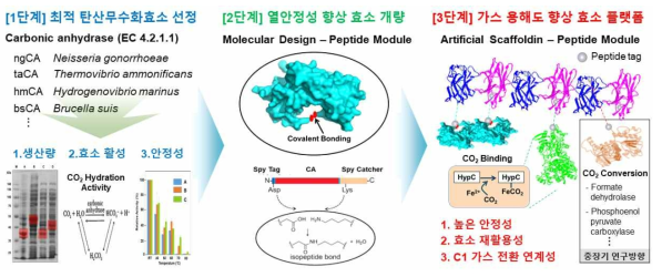 펩타이드 모듈 설계 기반 탄산무수화효소 개량 연구개발 모식도