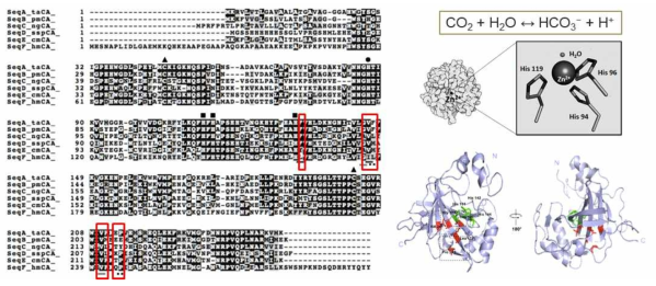 탄산무수화효소 아미노산 서열의 Multiple alignment 및 hmCA 효소의 주요 구조 모식도