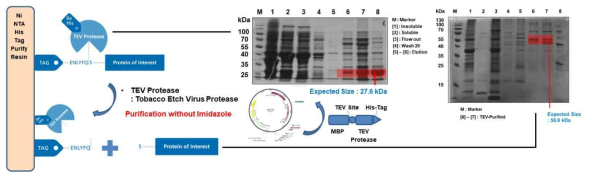 TEV 절단 서열을 도입 및 TEV Protease를 이용한 효소 정제 과정 모식도