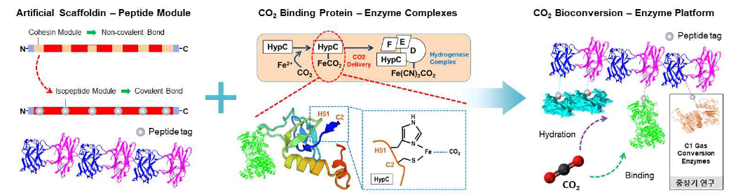 공유결합 기반의 인공 골격 단백질 및 이산화탄소 결합 단백질 기반 탄산무수화효소 플랫폼