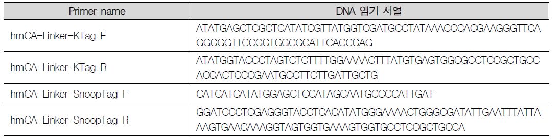 hmCA-Linker-KTag 및 hmCA-Linker-SnoopTag 단백질의 PCR 증폭을 위해 제작된 primer