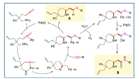 작용기 선택적 탠덤 hydroamination/C-C 짝지음 반응 및 이 민 A와 아미드 B의 생성 메커니즘