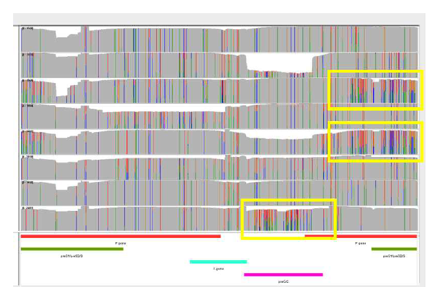 NGS를 이용하여 전체 HBV DNA gene 의 변이 분석