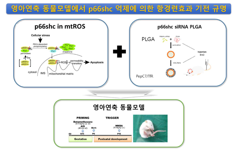 연구 최종 목표. 영아연축 동물모델을 이용한 p66 siRNA PLGA의 경련 감소 효과 확인