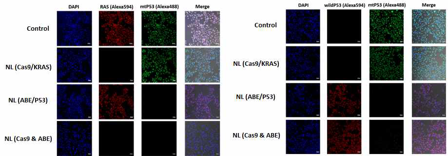 KRAS 돌연변이 및 p53 돌연변이 교정 후 단백질 발현 억제 효과