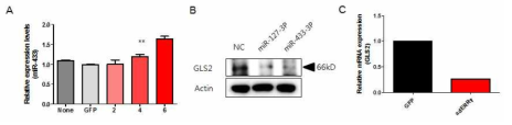ERRγ -GLS2 조절에서 miRNA433 역할 규명