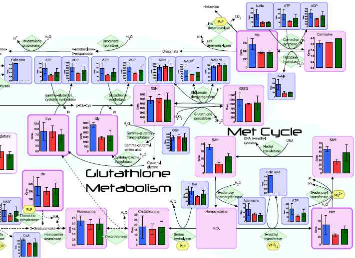 비알코올성지방간질환 모델에서 metabolite analysis