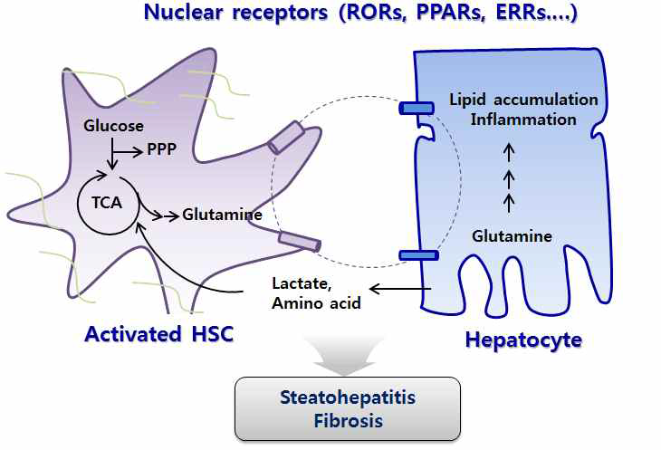 활성화된 간성상세포와 간세포는 포도당, 아미노산, 젖산 등을 상호전달하며 지방간염, 섬유화로의 진행을 가속화 시킴