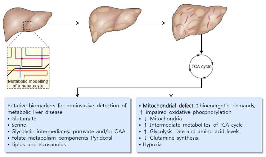 비알코올성 지방간질환에서 대사적 변화 Modified from Nat. Rev. Gastroenterol. Hepatol. 2014; 11: 205-207