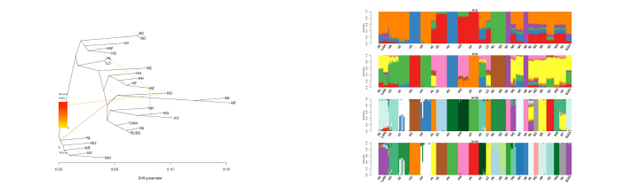 한국재래닭의 Treemix 및 admixture(structure) 분석결과