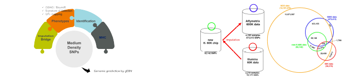 Bridge60K SNP panel의 기본 개요 및 기존플랫폼 상호 Imputation 모식도