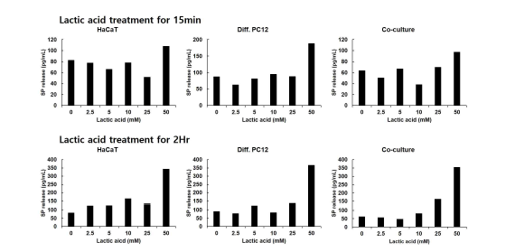 젖산 처리 농도에 따른 SP 분비 변화
