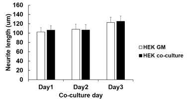 공생 배양 중 신경 축삭의 길이 변화