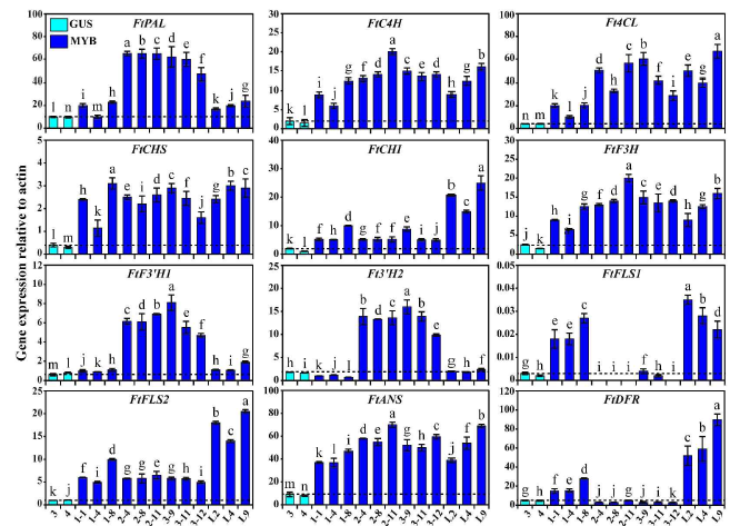 Expression of genes involved in the flavonoid and anthocyanin biosynthesis in F. tataricum transgenic hairy root lines. GUS(n), MYB 1-(n), MYB 2-(n), MYB 3-(n), and MYB-L(n) buckwheat transgenic hairy root lines were generated from A. rhizogenes strain R1000 transformed with a plant binary expression vector (pK7FWG2) carrying GUS, MYB1, MYB2, MYB3, and MYB-Like genes, respectively (n denotes the line numbers). Results are given as the means of triplicate ± standard deviation. Letters a-n denote significant differences among the samples (P < 0.05)