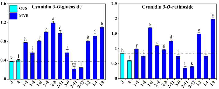 Accumulation of anthocyanins (mg/g/dry weight) in F. tataricum hairy roots. GUS(n), MYB 1-(n), MYB 2-(n), MYB 3-(n), and MYB-L(n) buckwheat transgenic hairy root lines were generated from A. rhizogenes strain R1000 transformed with a plant binary expression vector (pK7FWG2) carrying GUS, MYB1, MYB2, MYB3, and MYB-Like genes, respectively (n denotes the line numbers). Results are given as the means of triplicate ± standard deviation. Letters a-m denote significant differences among the samples (P < 0.05)