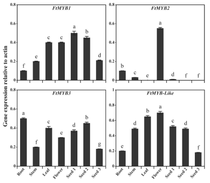 Expression of MYB TFs in different parts of F. tataricum. Each error bar represents the mean values ± standard deviation from three biological replicates. Letters a-g represents significant differences among the samples (P < 0.05)