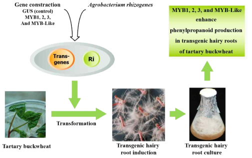 Enhancement of Phenylpropanoid Accumulation in Tartary Buckwheat Hairy Roots by Overexpression of MYB transcription factors