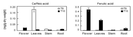 Caffeic acid and ferulic acid contents in in different parts of tartary buckwheat T8 and T10