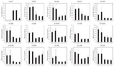 Gene expression of phenylpropanoid biosynthetic genes in ZmLc overexpressed tartary buckwheat T10 hairy root