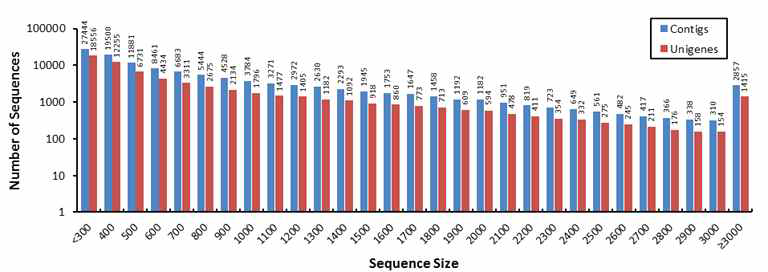 Length distribution of contigs and unigenes of F. tataricum