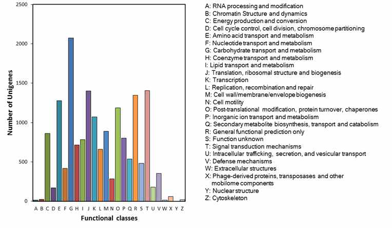 COG functional classification of the F. tataricum