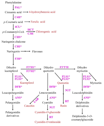 Schematic representation of the flavonoid biosynthetic pathway in F. tataricum. The enzyme involved in each enzymatic conversions reaction are shown in pink color. Asterisks represent the genes used for gene expression. Red colors represent flavonoid compounds measured in this study by using high-performance liquid chromatography analysis. PAL, phenylalanine ammonia-lyase; C4H, cinnamate 4-hydroxylase; 4CL, 4-coumaroyl CoA ligase; HCT, cinnamoyl-CoA shikimate/quinate transferase; C3H, p-coumaroylester 3-hydroxylase; CHS, chalcone synthase; CHI, chalcone isomerase; F3H, flavonone-3-hydroxylase; F3′H, flavonoid-3′-hydroxylase; FLS, flavonol synthase; DFR, dihydroflavonol reductase; ANS, anthocyanin synthase; LAR, leucoanthocyanidin reductase; DFR, dihydroflavonol reductase; 3GT, flavonoid-3-O-glucosyltransferase; RT, flavonoid 3-O-glucoside-6-O-rhamnosyltransferase