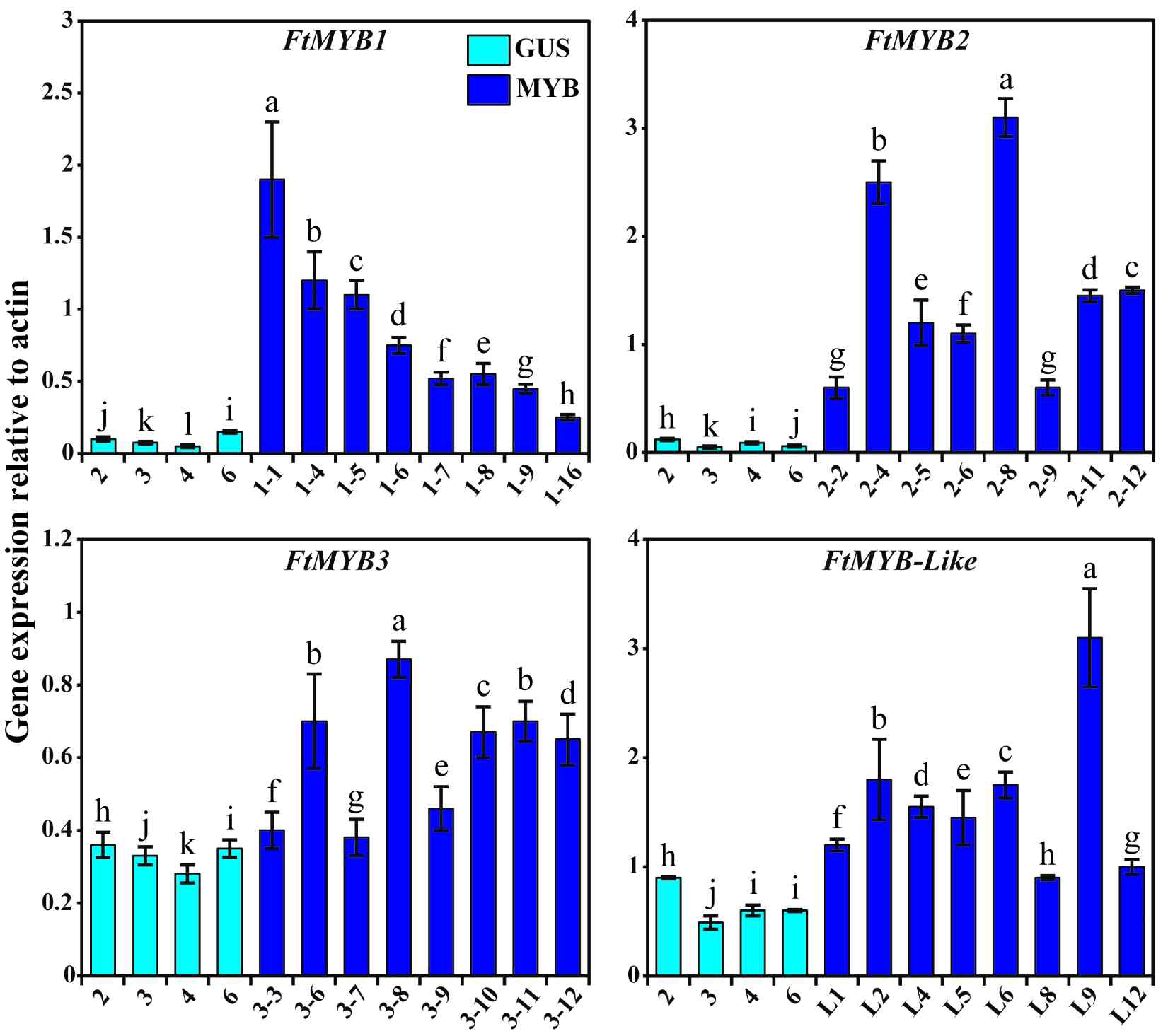 Differential expression of MYB TFs in F. tataricum transgenic hairy root lines. GUS(n), MYB 1-(n), MYB 2-(n), MYB 3-(n), and MYB-L(n) buckwheat transgenic hairy root lines were generated from A. rhizogenes strain R1000 transformed with a plant binary expression vector (pK7FWG2) carrying GUS, MYB1, MYB2, MYB3, and MYB-Like genes, respectively (n denotes the line numbers). Each error bar represents the mean values ± standard deviation from three biological replicates. Letters a-l represent significant differences among the samples (P < 0.05)