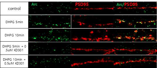 DHPG로 mGluR1/5을 과활성 화한 10분에 시냅스 에서 Arc가 증가했 고 KD301을 처리하 면 Arc가 감소함