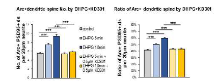 DHPG로 mGluR1/5을 과활성 화한 5-10분에 시냅 스에서 Arc 증가 및 KD301에의한 Arc 감소