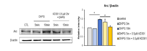 mGluR agonist DHPG를 처 리하면 Arc 발현이 증가하고 mTORC2 저해제 KD301이 이 를 억제함